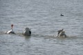 Ballet aquatique